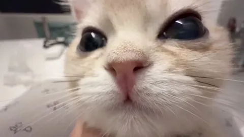 Котик приближается к камере