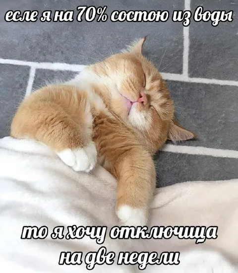 Кот хочет отключиться на две недели
