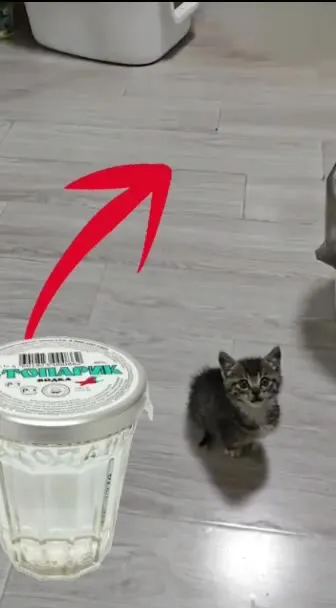 Котёнок просит топинамбур