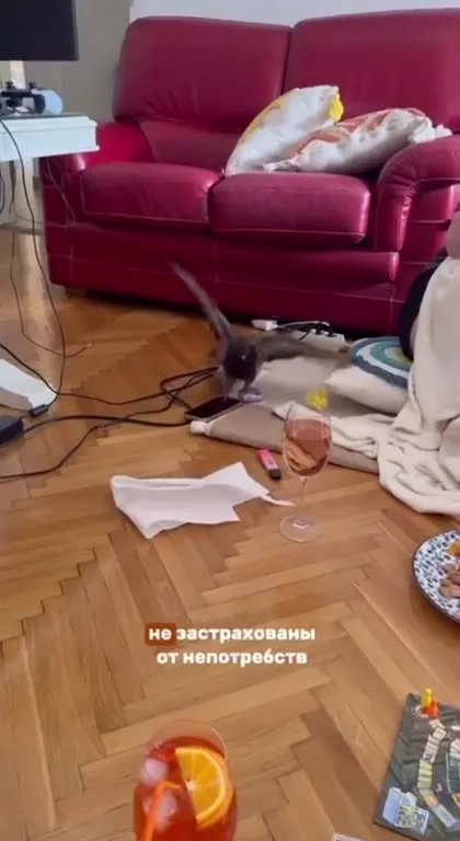 Голубь снова ищет пару