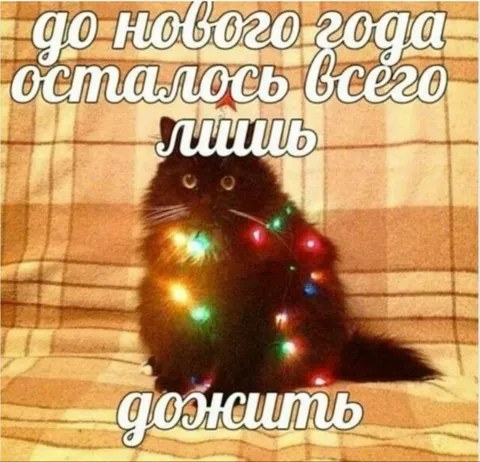 До Нового года осталось дожить
