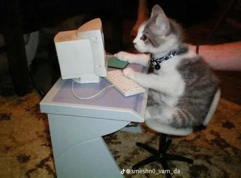 Кот работает за компьютером