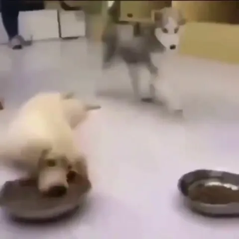 Кот крадётся к мискам