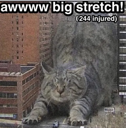 Big Stretch Cat Causes Injuries
