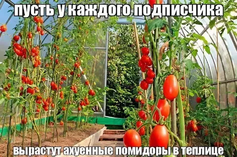Помидоры мечты в теплице