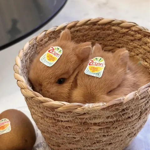 Kiwi Bunnies in a Basket