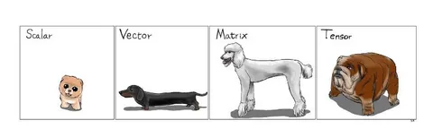 Scalar Vector Matrix Tensor Dogs