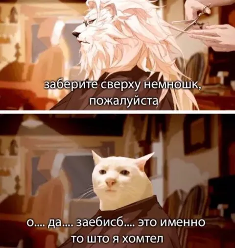 Кот просит забрать сверху