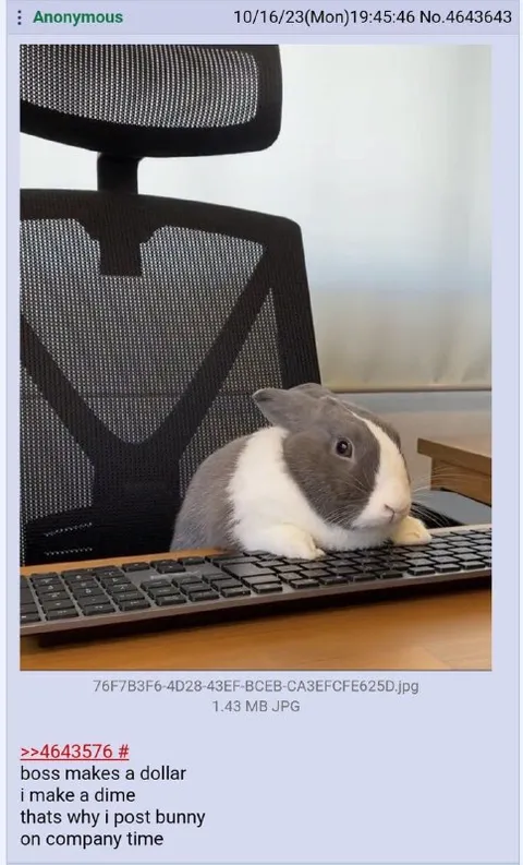 Bunny Posts on Company Time