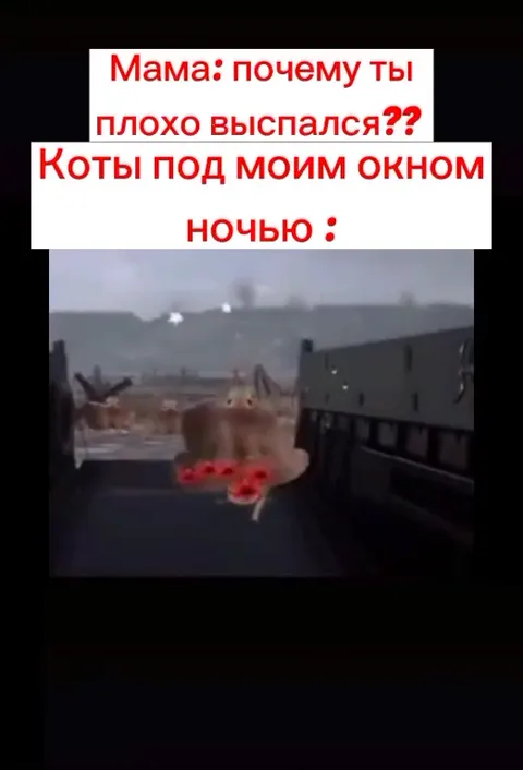 Коты под окном ночью