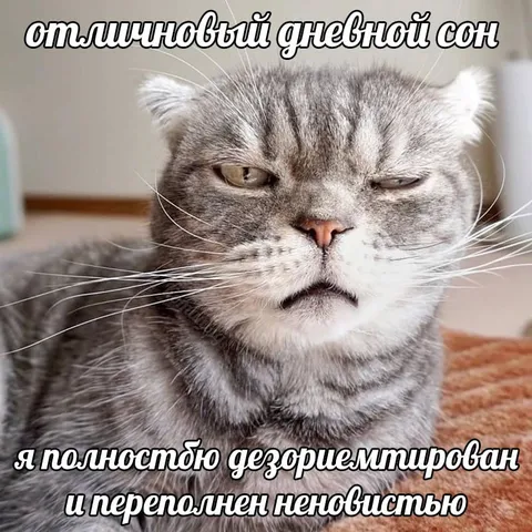 Полностью дезориентированный кот