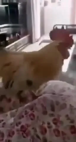 Петух будит спящего