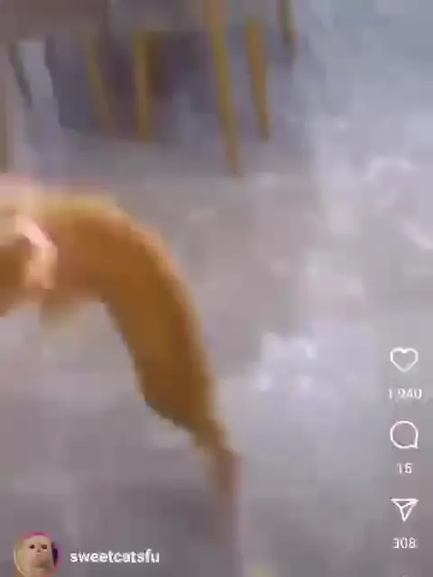 Кот скользит по дому