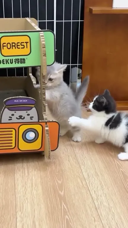 Kittens Turn Playtime Into Wrestling
