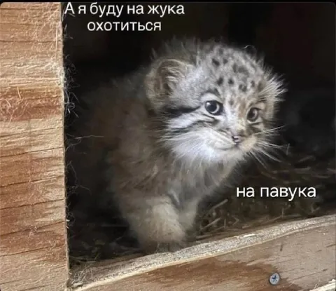 Котёнок охотится на павука