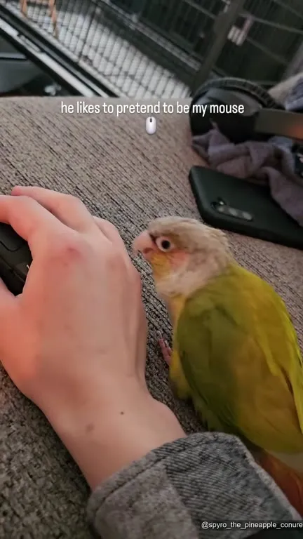Parrot Pretends to Be a Mouse