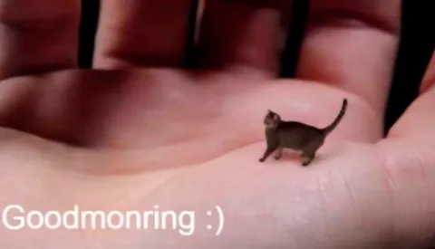 Tiny Cat Says Goodmorning