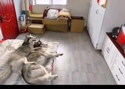 狗狗跳下床逃跑