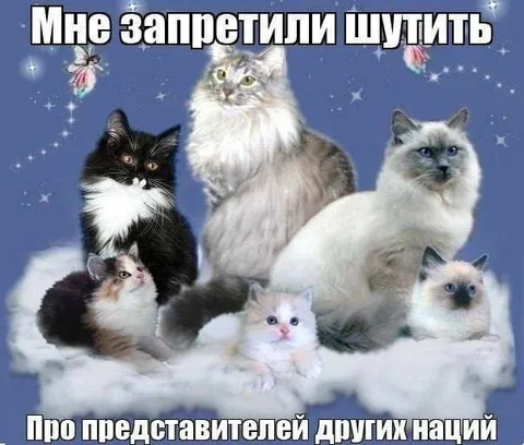 Кошки после запрета шутить