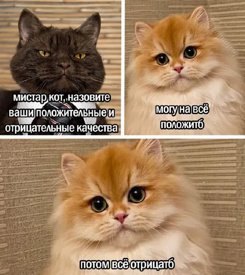Кот отрицает все качества