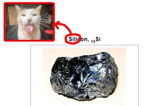 Cat Reacts to Silicon