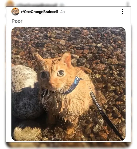 Poor Wet Cat