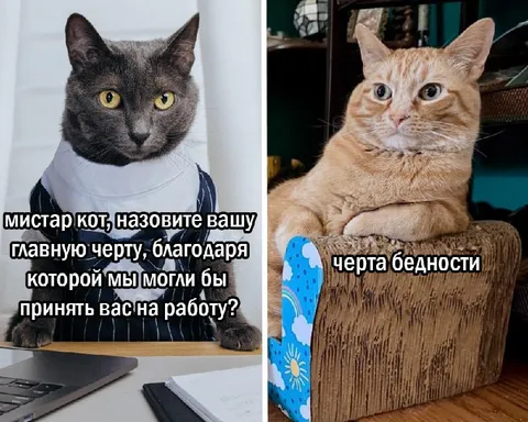 Кот и черта бедности