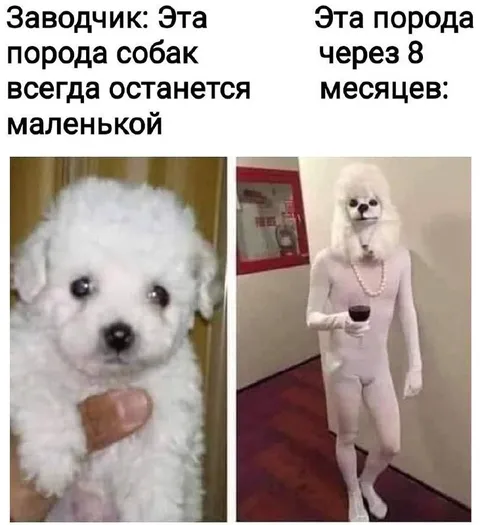 Порода собак всегда остаётся маленькой