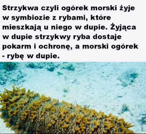 Ryba w dupie ogórka morskiego