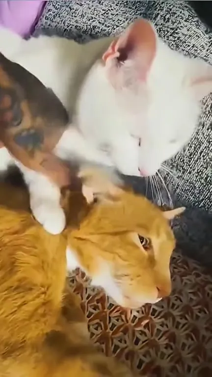 Коты ведут себя как коты