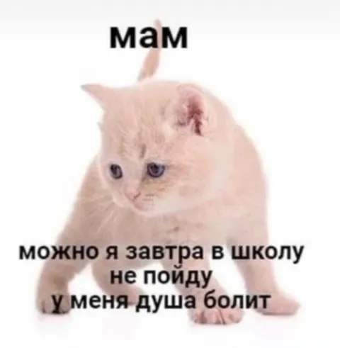 Котёнок не хочет в школу
