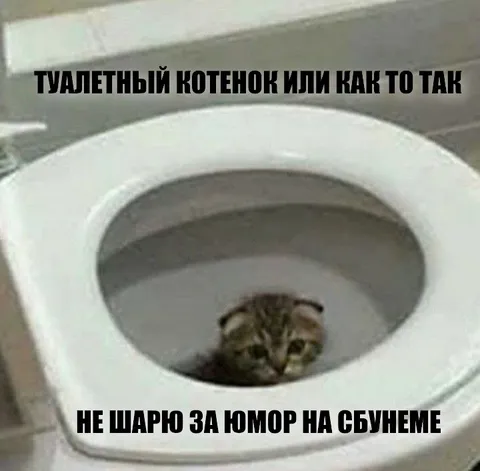 Туалетный котенок не шарит