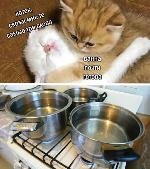 Котик, скажи три слова