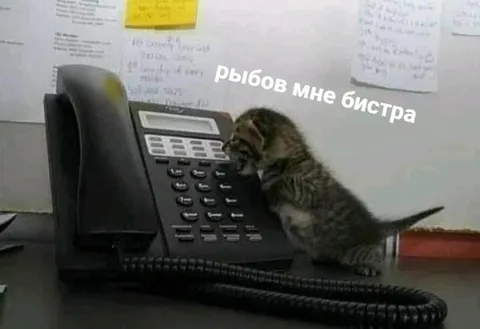 Кот звонит за рыбов