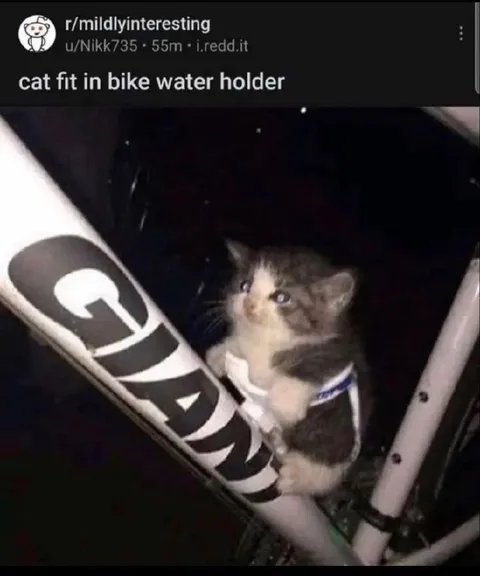 Cat Fits in Bike Water Holder