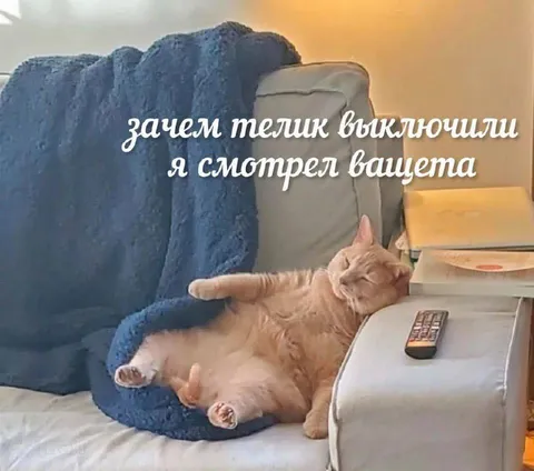 Кот смотрел телевизор