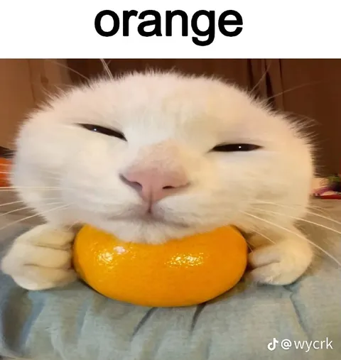 Cat Holding an Orange