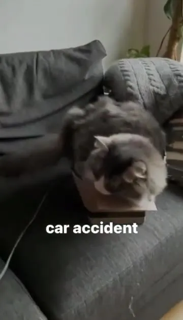 Cat Car Accident