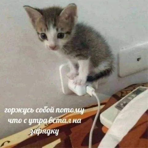 Кот встал на зарядку