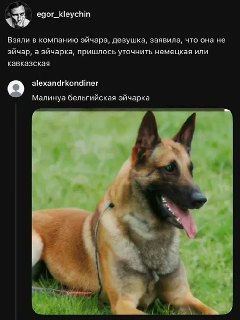 Немецкая или кавказская эйчарка