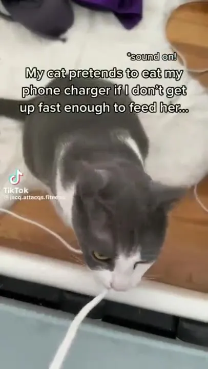 Cat Threatens the Charger