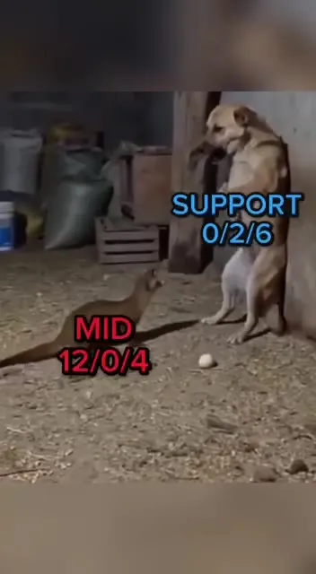 Animal Teamfight Roles
