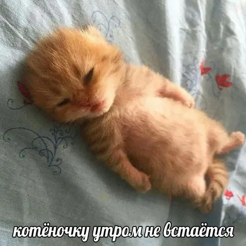 Котёночку утром не встаётся