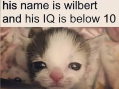 Wilbert Has Low IQ