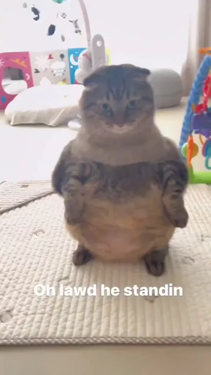 Oh Lawd He Standin Cat