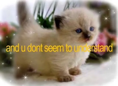 You Don't Seem to Understand Kitten