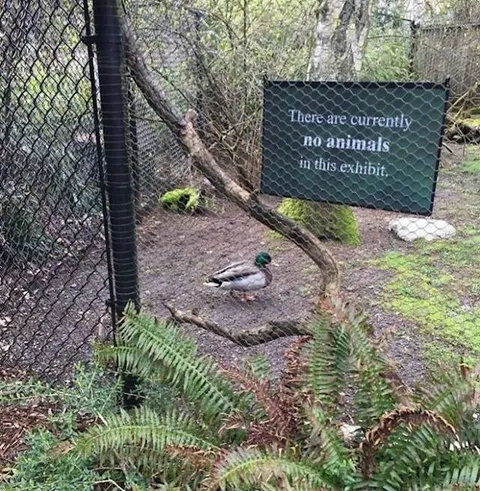 No Animals in This Exhibit