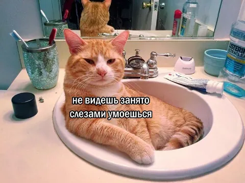 Кот занял раковину слезами