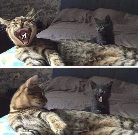 Кричащий кот и котёнок