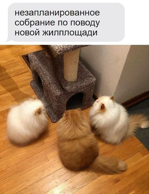 Незапланированное собрание котов